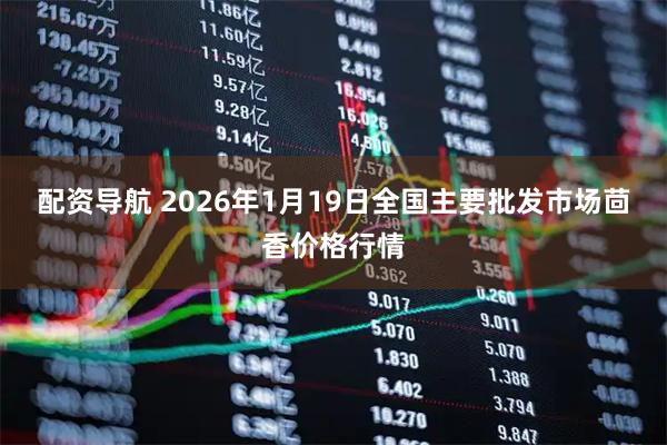 配资导航 2026年1月19日全国主要批发市场茴香价格行情